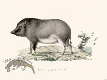 Cuvier 242 Female Eochon